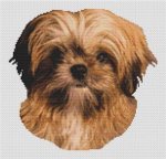 (image for) Lhasa Apso Puppy